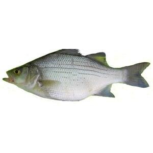 A06-A Silver bass (small)