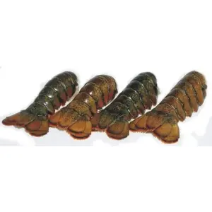 Maine lobster tail A121-C
