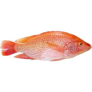 A01-D Red tilapia whole